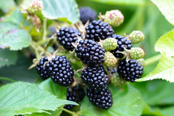 Blackberry Bush Removal in San Clemente