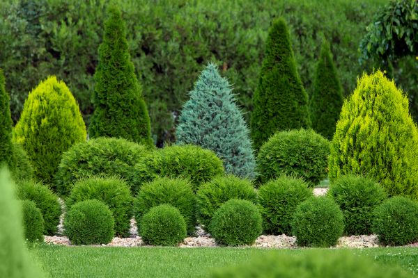 Cost of Bush Shaping Service in San Clemente