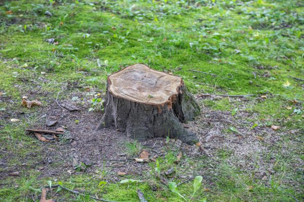 Bush Stump Removal in San Clemente