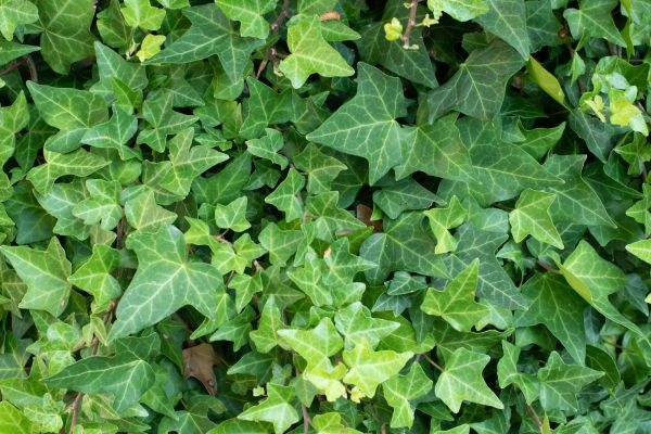 Cost of English Ivy Removal in San Clemente