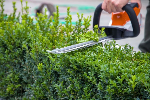 Hedge Pruning in San Clemente
