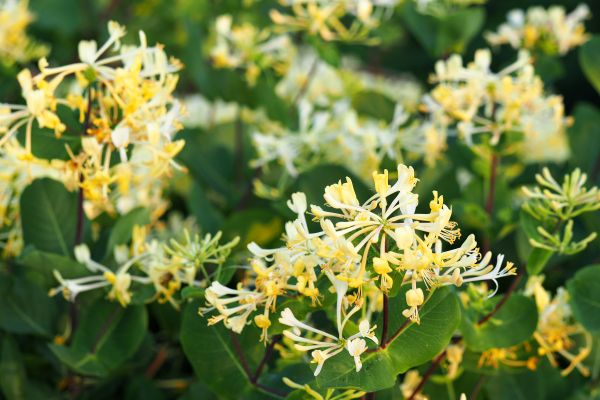 Cost of Honeysuckle Removal in San Clemente