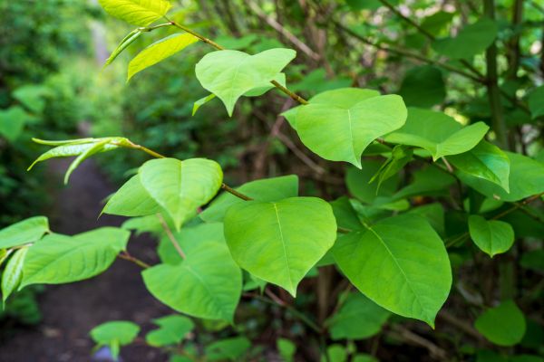 Cost of Invasive Plant Removal in San Clemente