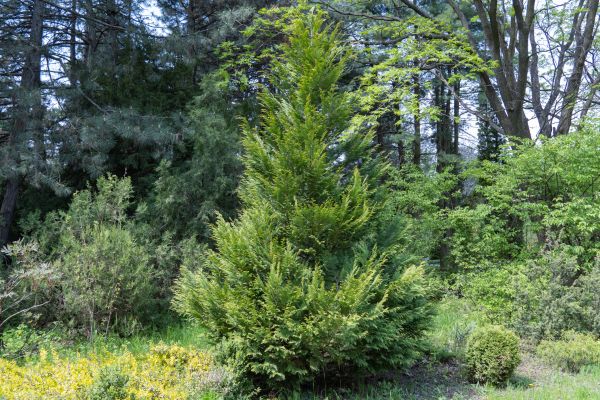 Cost of Juniper Pruning in San Clemente