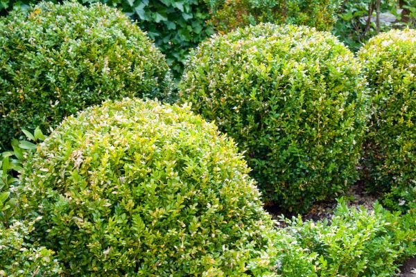 Cost of Landscape Trimming Service in San Clemente
