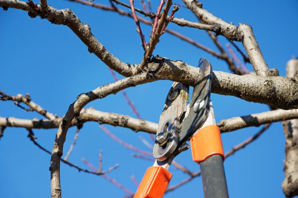Cost of Pruning Service in San Clemente
