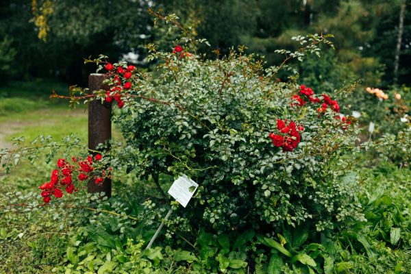 Cost of Rose Bush Removal in San Clemente