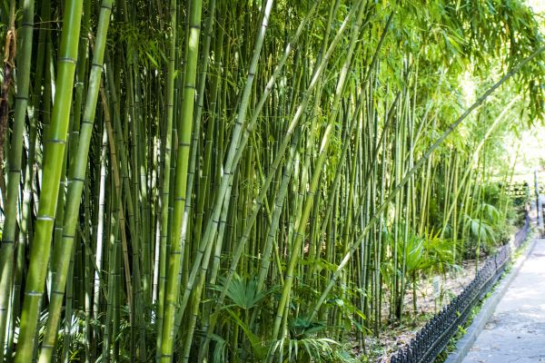 Cost of Bamboo Root Removal in San Clemente