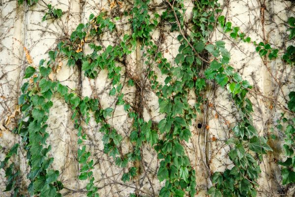 Cost of Vine Removal Service in San Clemente