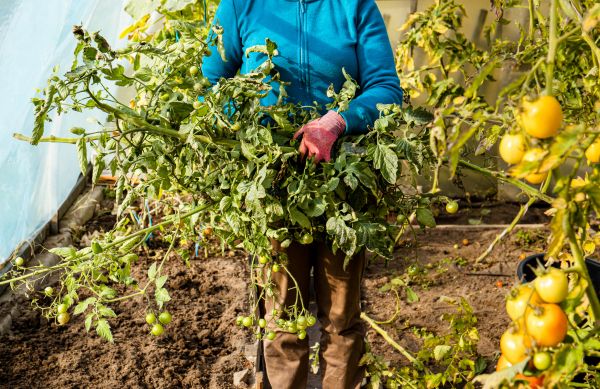 Cost of Garden Plant Removal in San Clemente