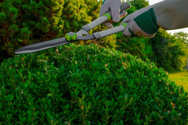 Cost of Topiary Shearing in San Clemente