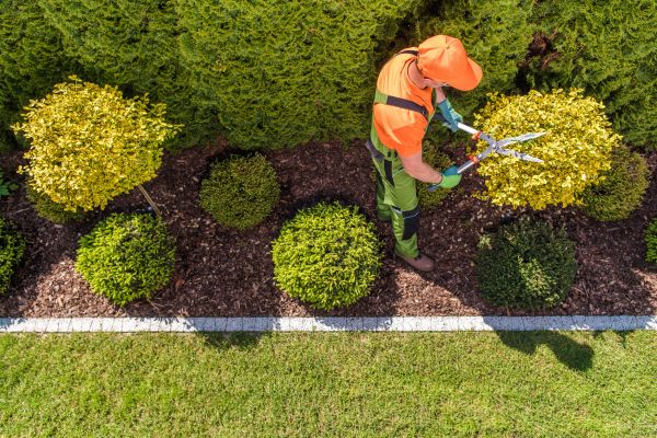 Cost of Topiary Trimming in San Clemente