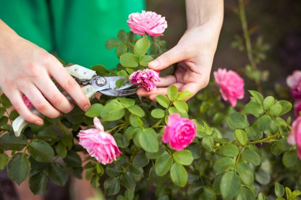 Cost of Rose Shearing in San Clemente