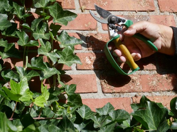 Cost of Ivy Removal Service in San Clemente