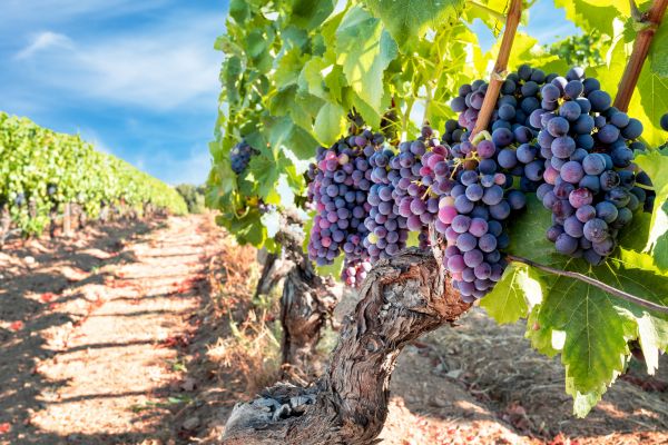 Cost of Grapevine Pruning in San Clemente