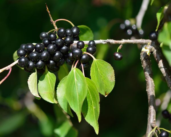 Cost of Buckthorn Removal in San Clemente