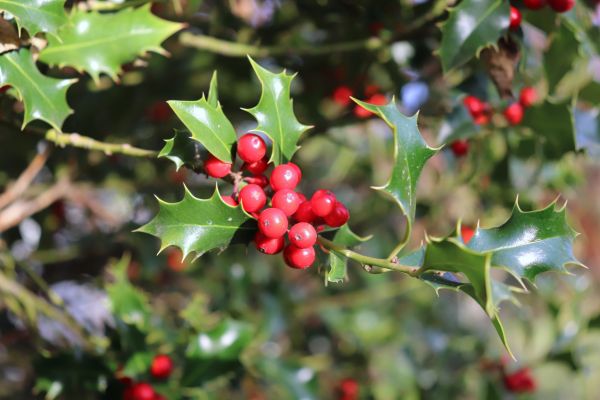 Cost of Holly Tree Trimming in San Clemente