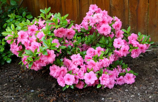 Cost of Azaleas Removal in San Clemente