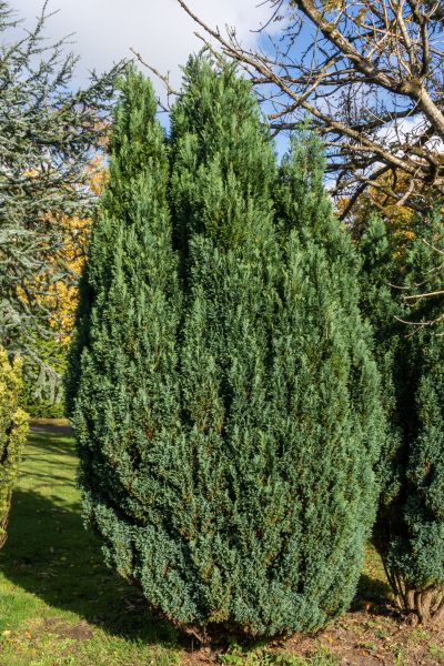 Cost of Juniper Trimming in San Clemente