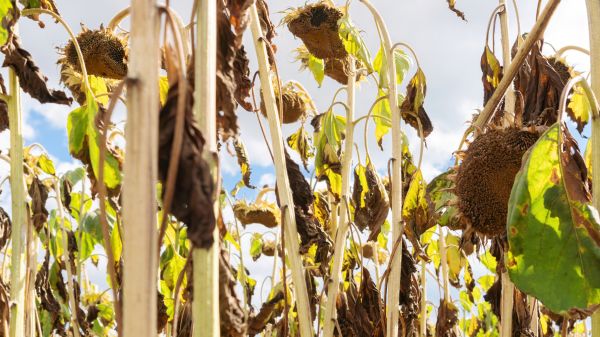 Cost of Dead Plant Removal in San Clemente