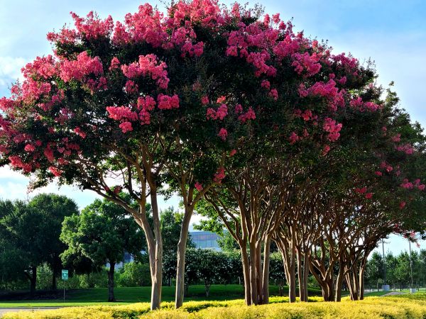 Cost of Crepe Myrtle Pruning in San Clemente