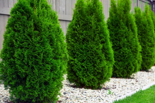 Cost of Arborvitae Pruning in San Clemente