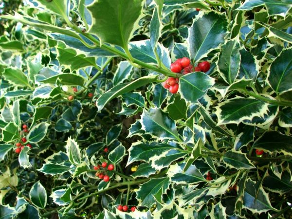 Cost of Holly Bushes Trimming in San Clemente