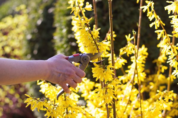 Forsythia Pruning in San Clemente