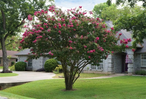 Crepe Myrtle Trimming in San Clemente