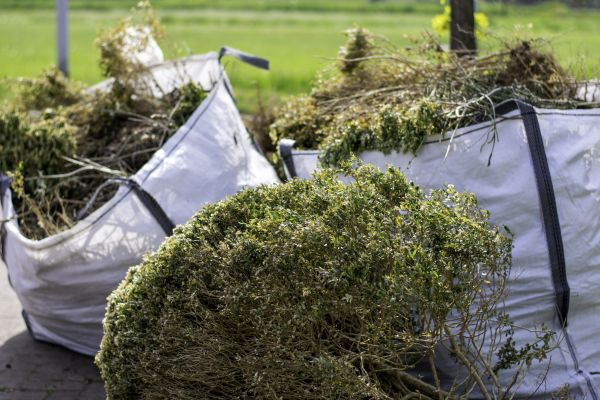 Cost of Shrubs Removal in San Clemente