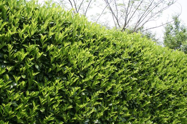 Cost of Laurel Shrub Removal in San Clemente