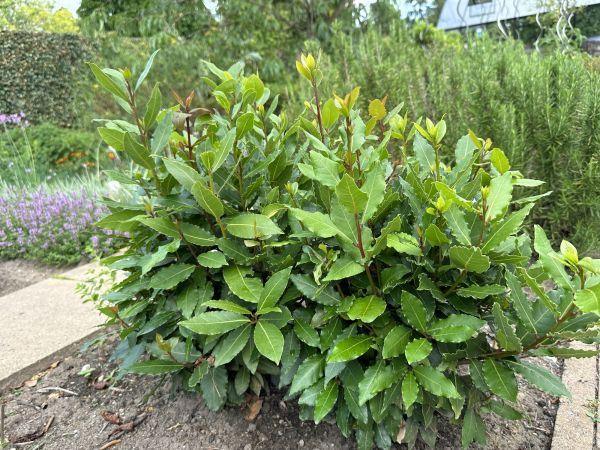 Cost of Laurel Hedge Removal in San Clemente