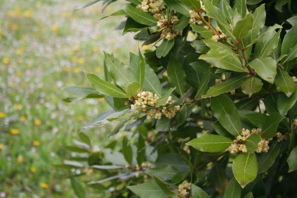 Cost of Laurel Trimming in San Clemente