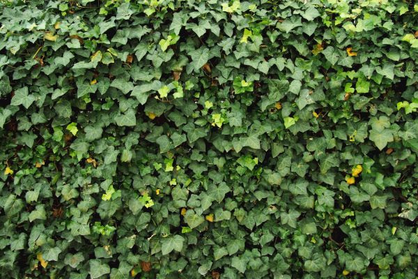 Cost of Ivy Pruning service in San Clemente