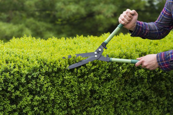 Cost of Evergreen Shrub Pruning in San Clemente