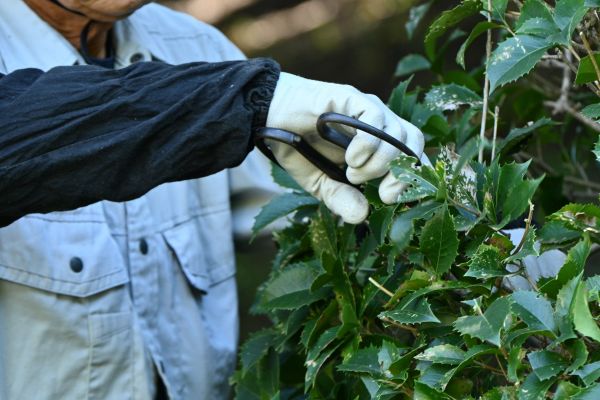 Holly Pruning in San Clemente
