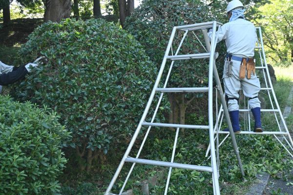 Cost of Holly Shaping in San Clemente