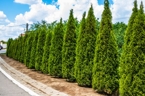 Cost of Arborvitae Shearing in San Clemente