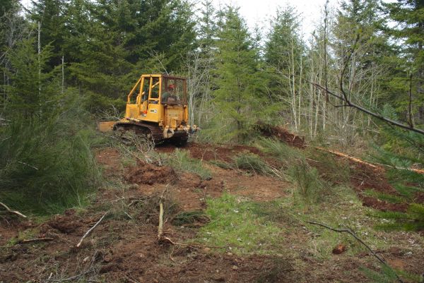 Cost of Shrubbery Clearing in San Clemente