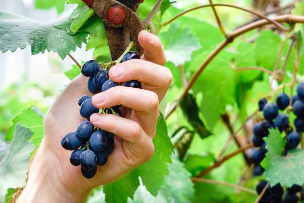 Cost of Vineyard Pruning in San Clemente