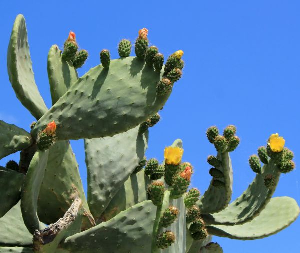 Cost of Cactus Removal in San Clemente