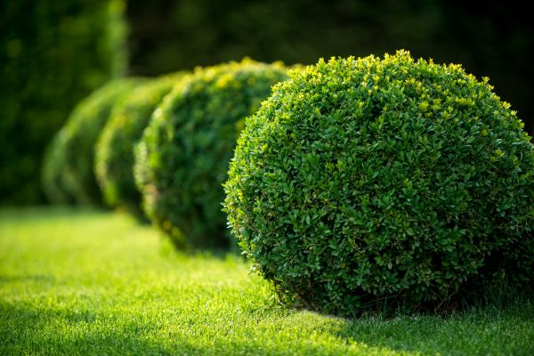 Cost of Boxwood Shaping in San Clemente