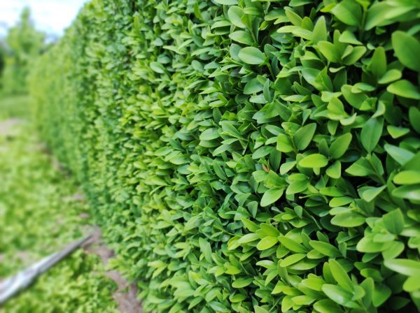 Cost of Boxwood Pruning in San Clemente