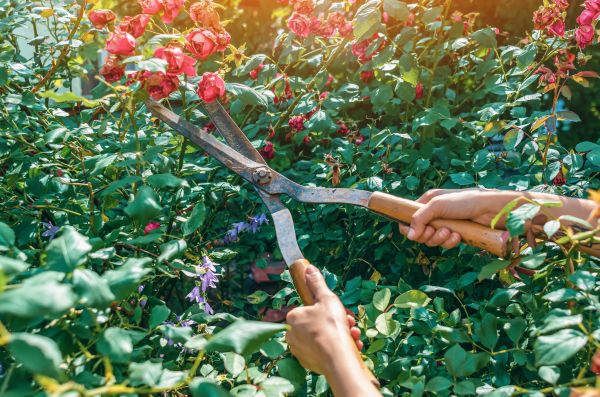 Knockout Roses Pruning in San Clemente