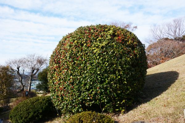 Cost of Holly Shrub Pruning in San Clemente