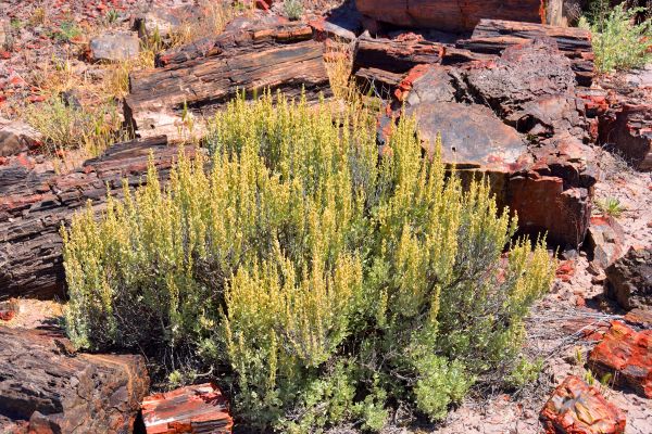 Cost of Sagebrush Removal in San Clemente