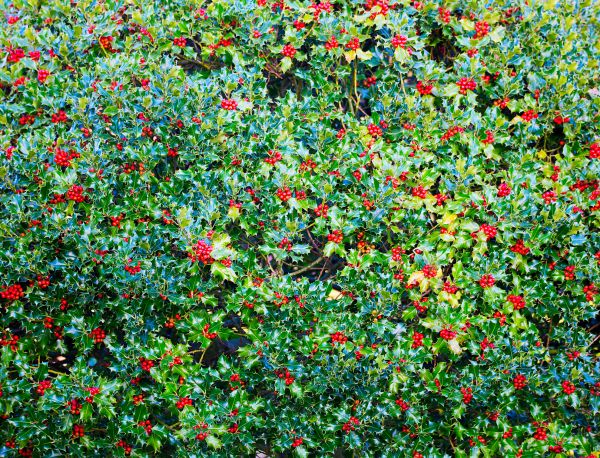Cost of Holly Bush Removal in San Clemente