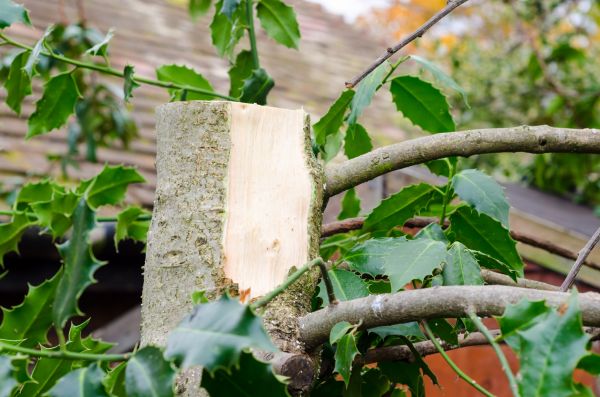 Cost of Holly Tree Removal in San Clemente