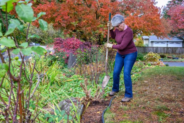Cost of Dead Bush Removal in San Clemente