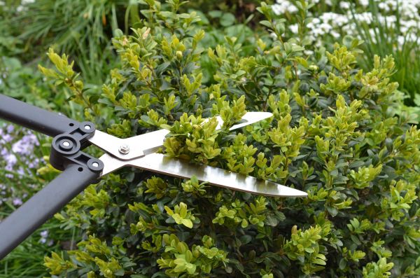 Cost of Boxwood Trimming in San Clemente